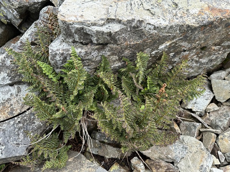 Dryopteris alpestris photo 6