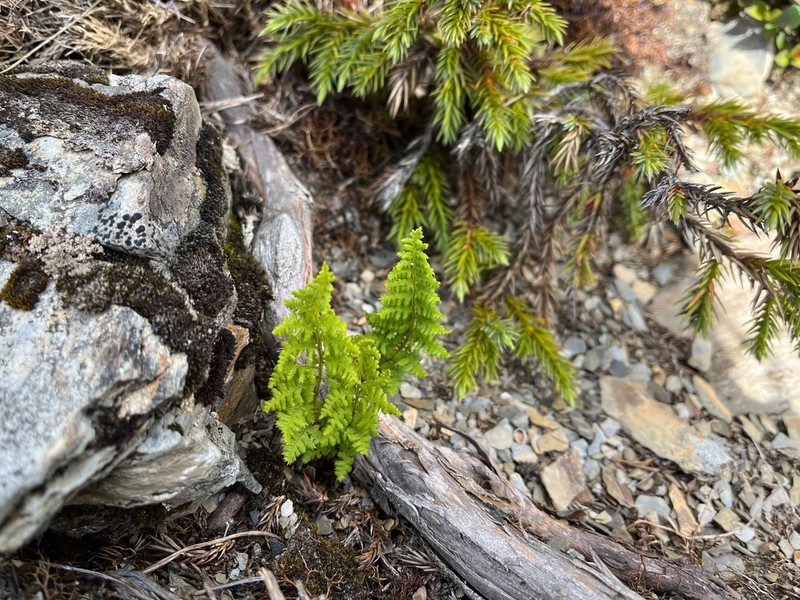Dryopteris alpestris photo 7