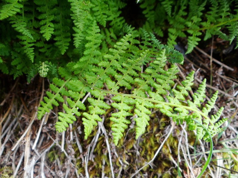 Dryopteris alpestris photo 8