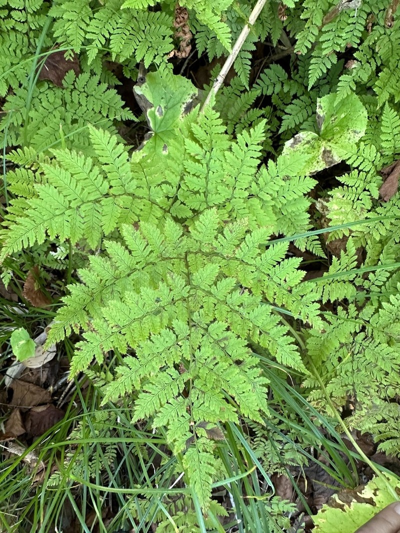 Dryopteris amurensis