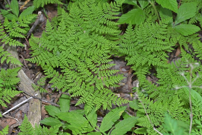 Dryopteris amurensis photo 2