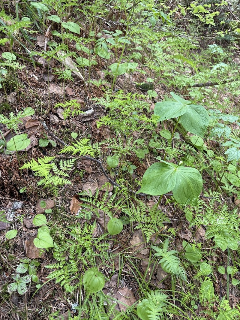 Dryopteris amurensis photo 3