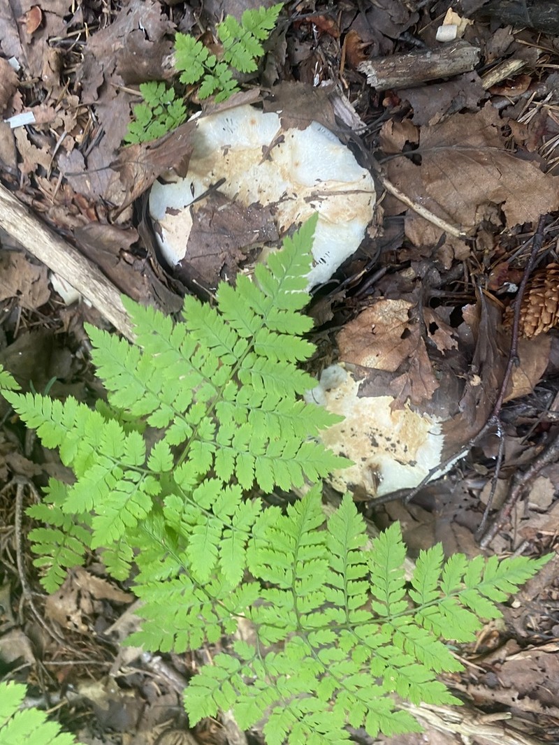 Dryopteris amurensis photo 4
