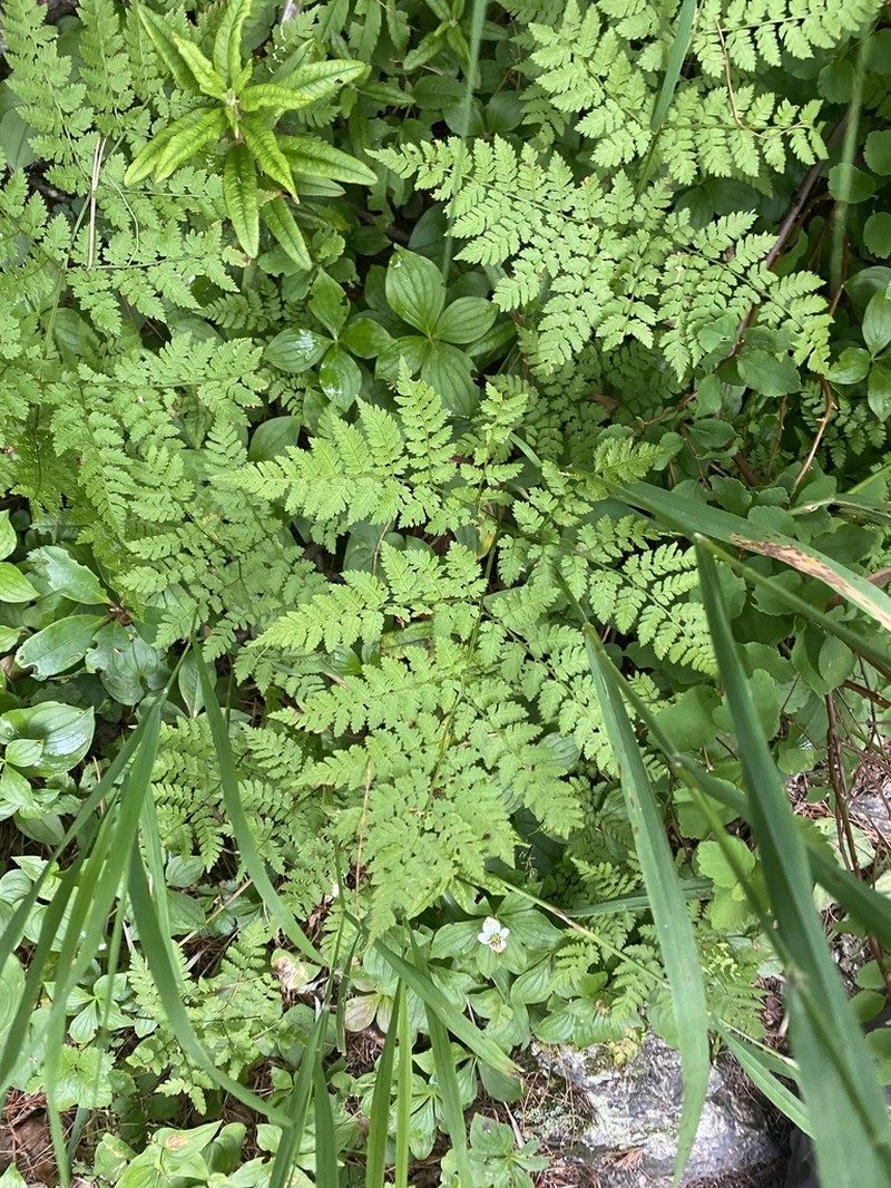 Dryopteris amurensis photo 5