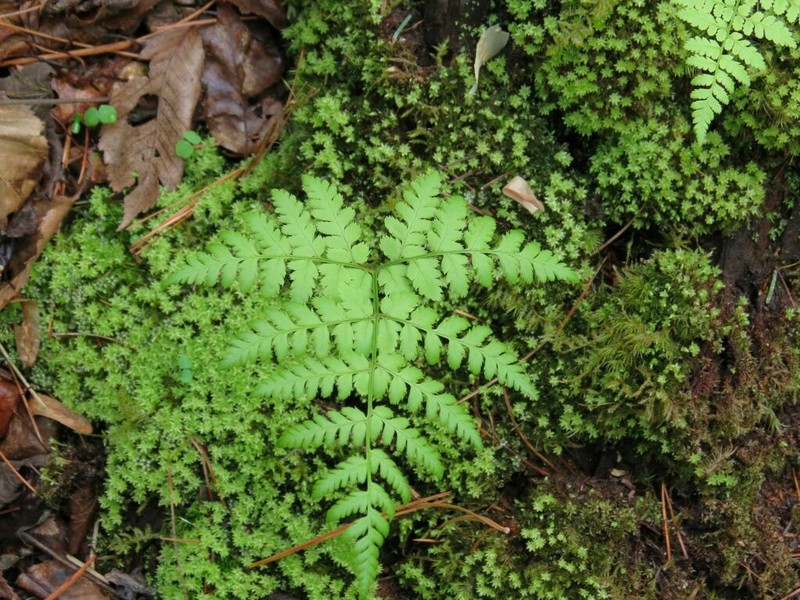Dryopteris amurensis photo 6