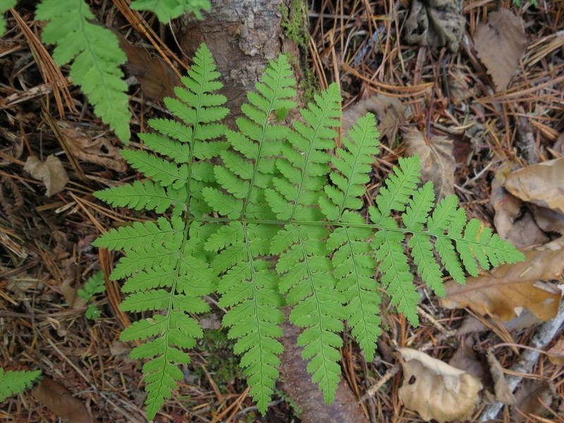 Dryopteris amurensis photo 7