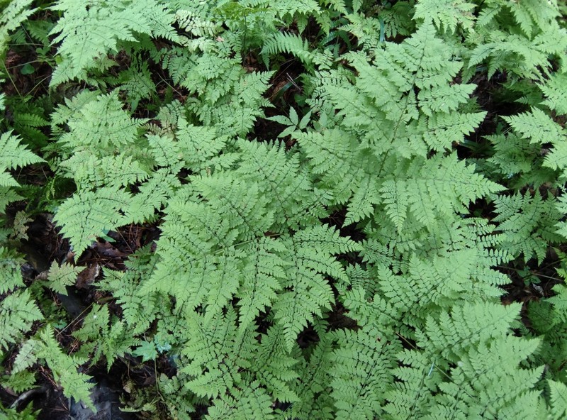 Dryopteris amurensis photo 8