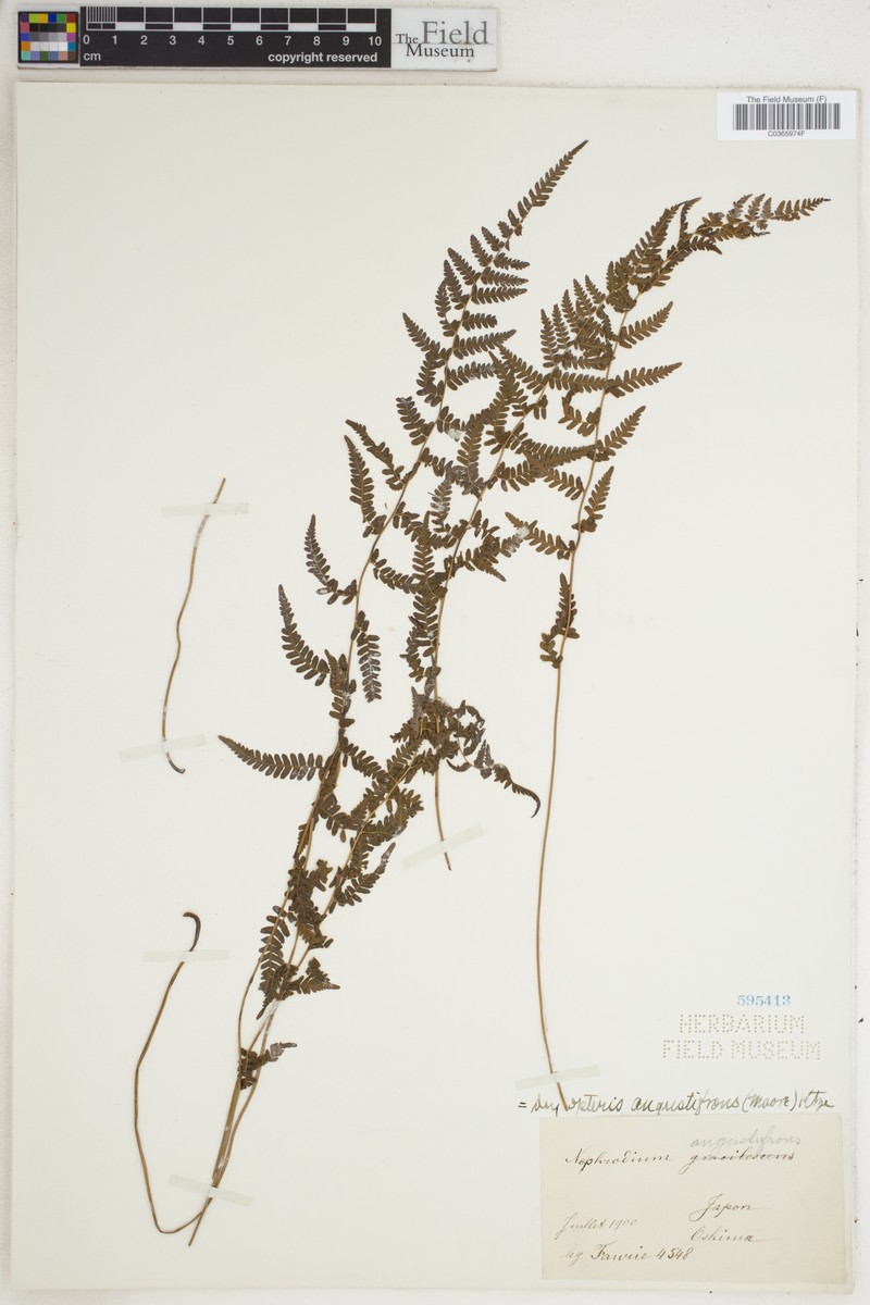 Dryopteris angustifrons