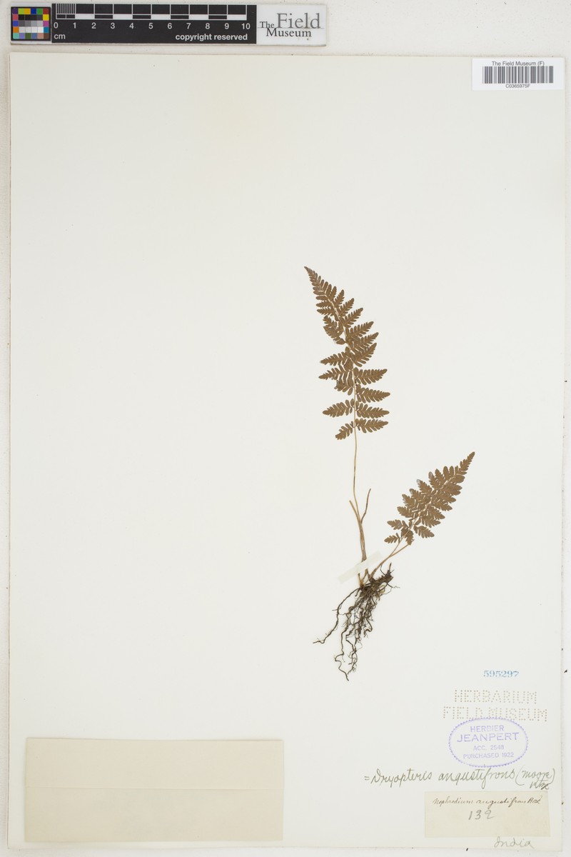 Dryopteris angustifrons photo 2