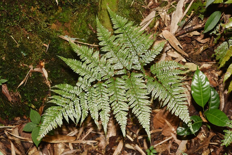 Dryopteris annamensis