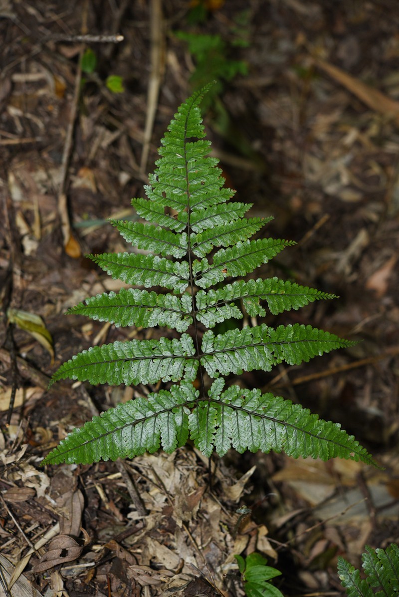 Dryopteris annamensis photo 2