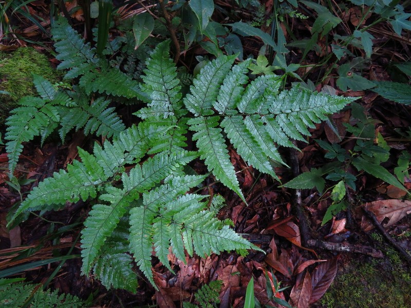 Dryopteris annamensis photo 3