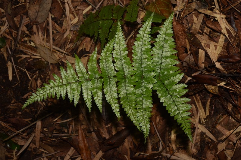 Dryopteris annamensis photo 4