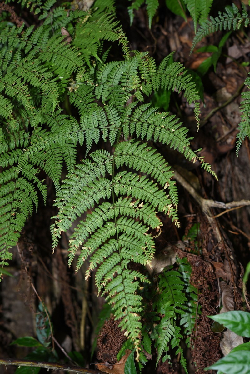 Dryopteris annamensis photo 5