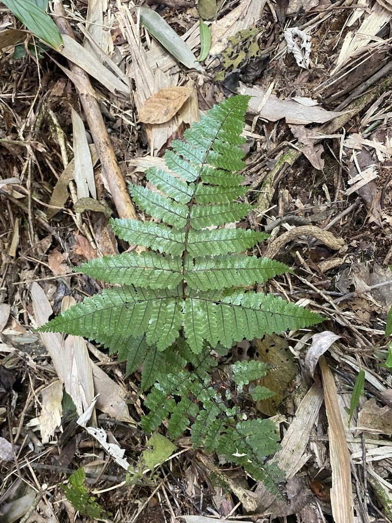 Dryopteris annamensis photo 6
