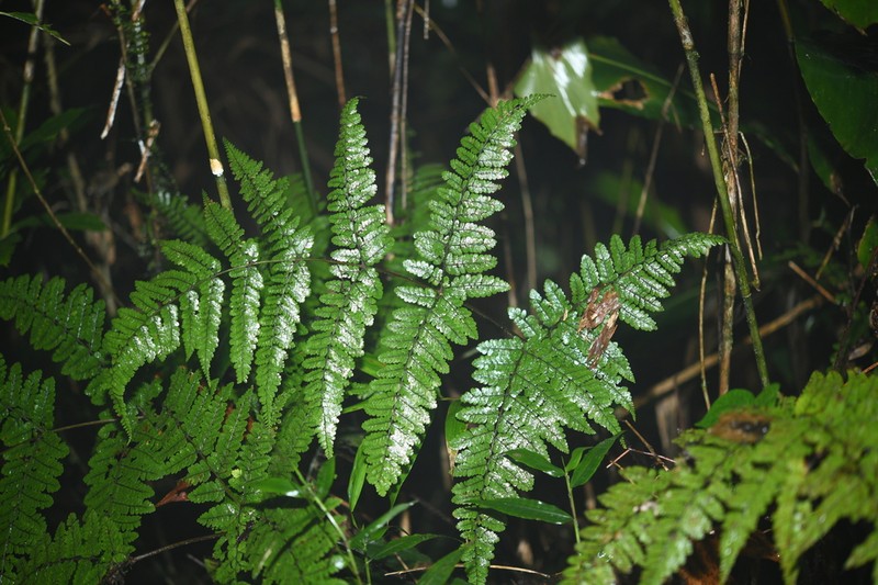 Dryopteris annamensis photo 7