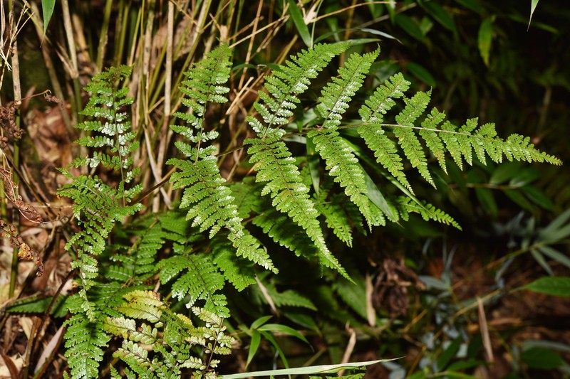 Dryopteris annamensis photo 8