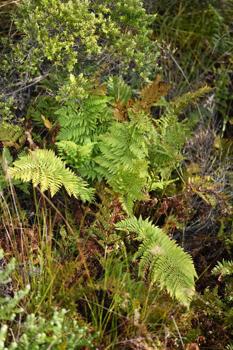 Dryopteris antarctica
