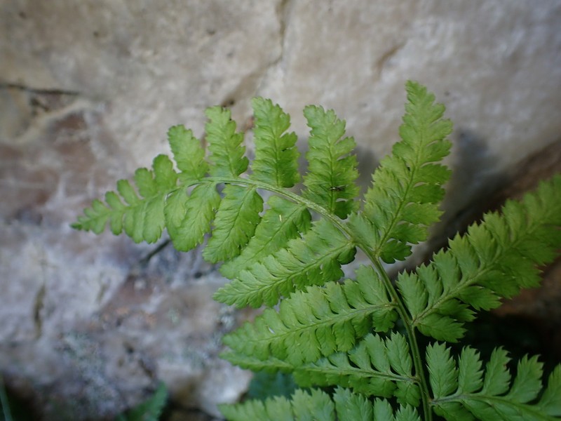 Dryopteris antarctica photo 2