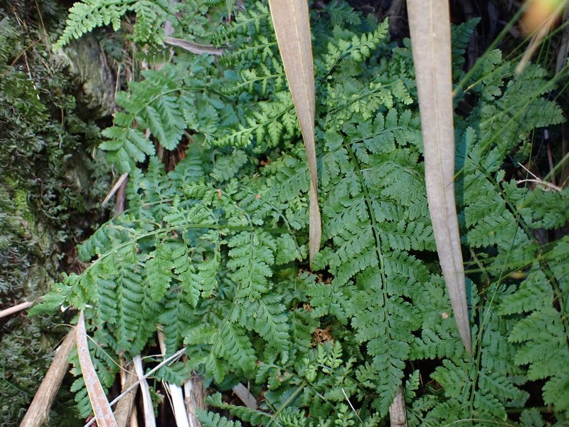 Dryopteris antarctica photo 3