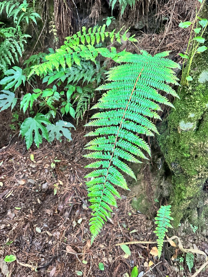 Dryopteris apiciflora