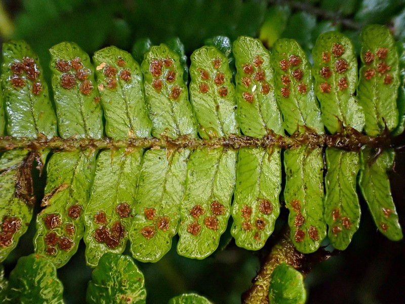 Dryopteris apiciflora photo 2