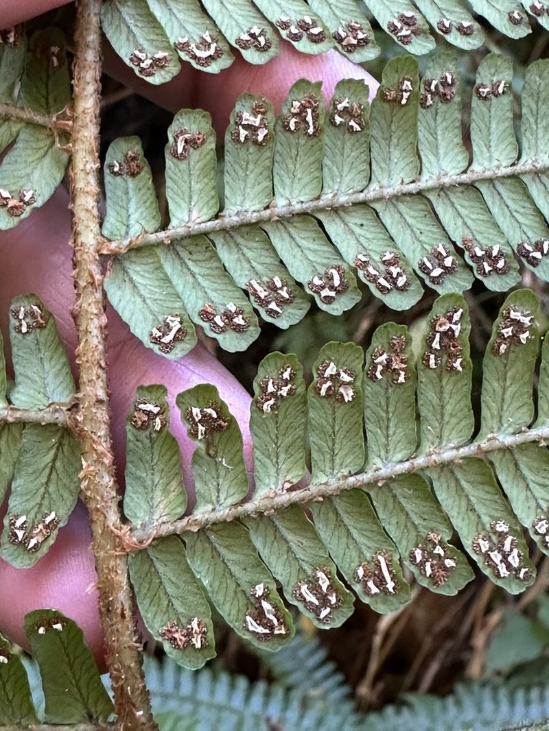Dryopteris apiciflora photo 3