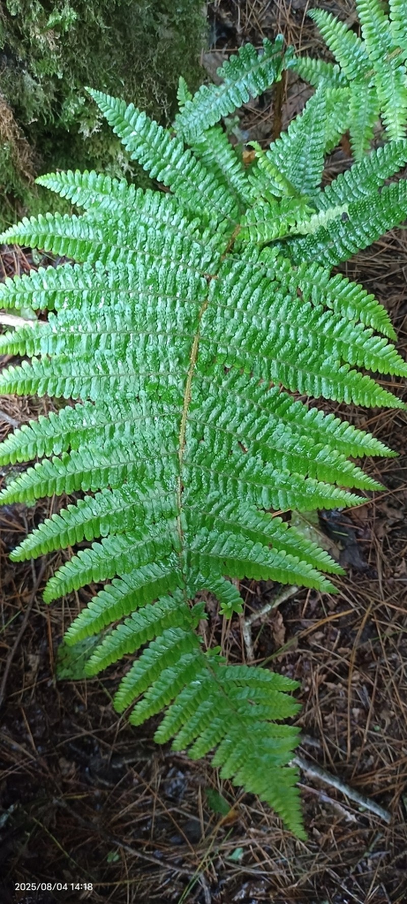 Dryopteris apiciflora photo 4