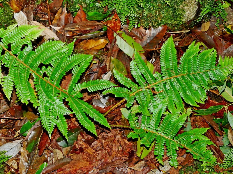 Dryopteris apiciflora photo 5