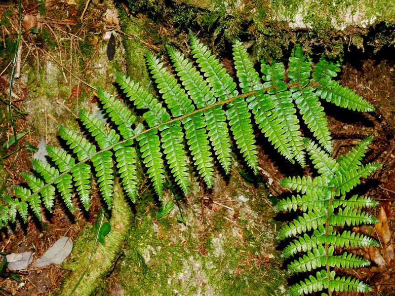 Dryopteris apiciflora photo 6