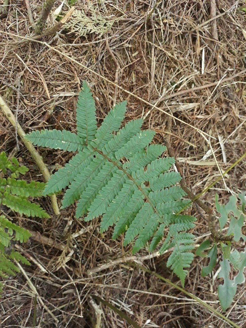 Dryopteris apiciflora photo 7