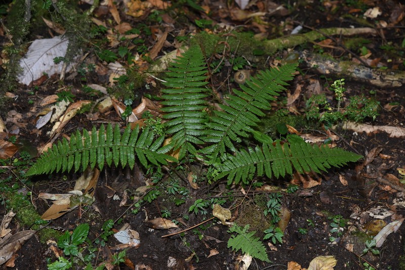 Dryopteris apiciflora photo 8