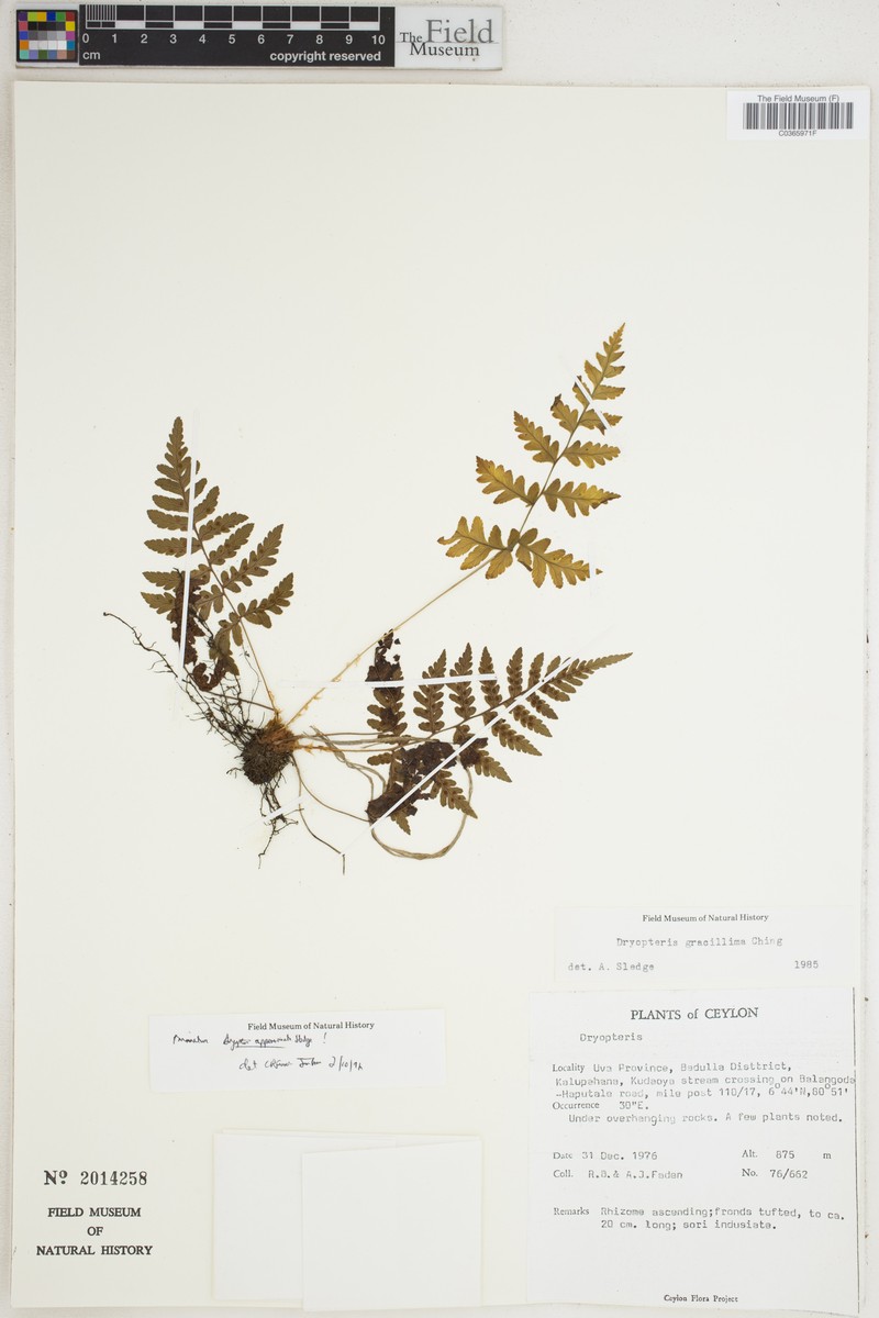 Dryopteris approximata