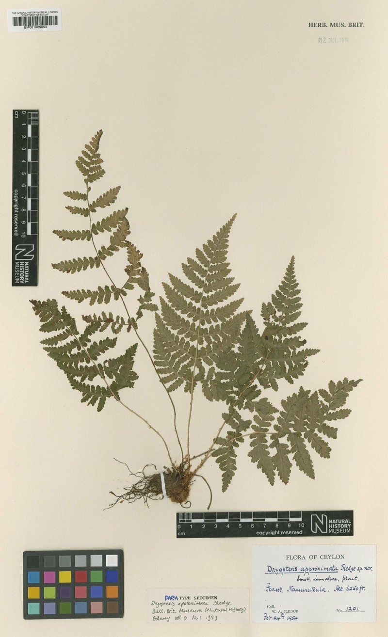 Dryopteris approximata photo 2