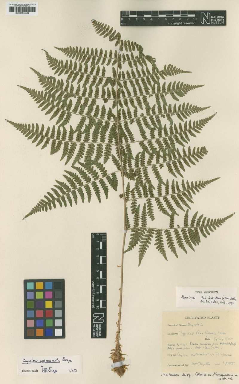 Dryopteris approximata photo 3