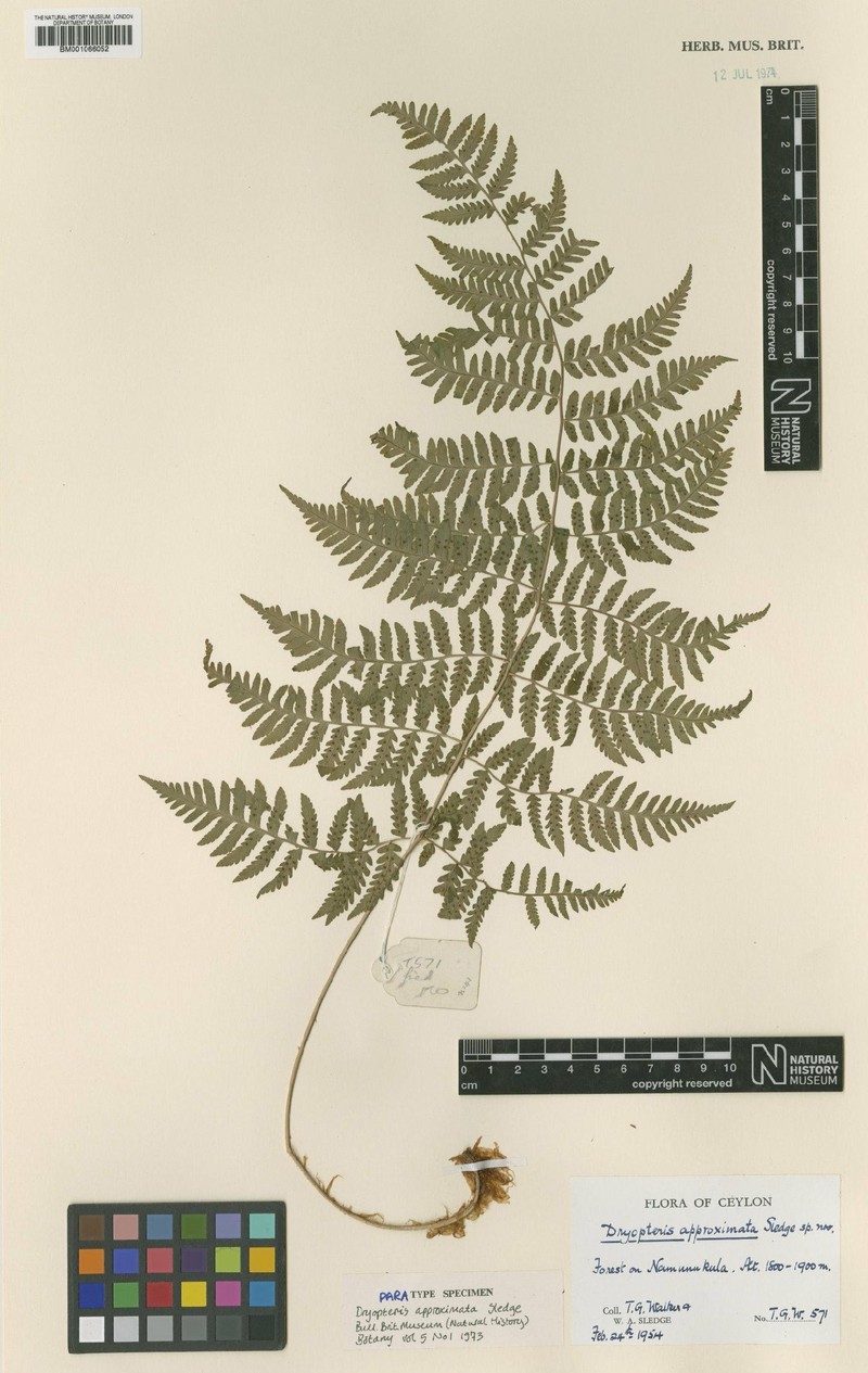 Dryopteris approximata photo 4