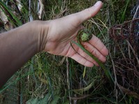 Dryopteris aquilinoides