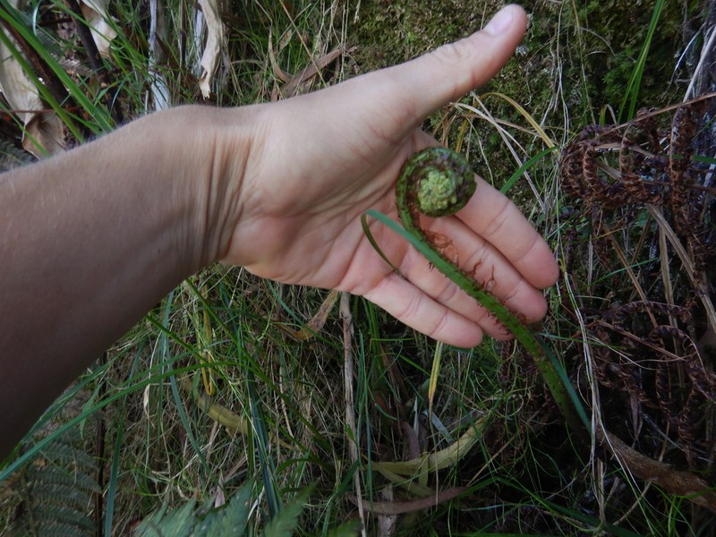 Dryopteris aquilinoides