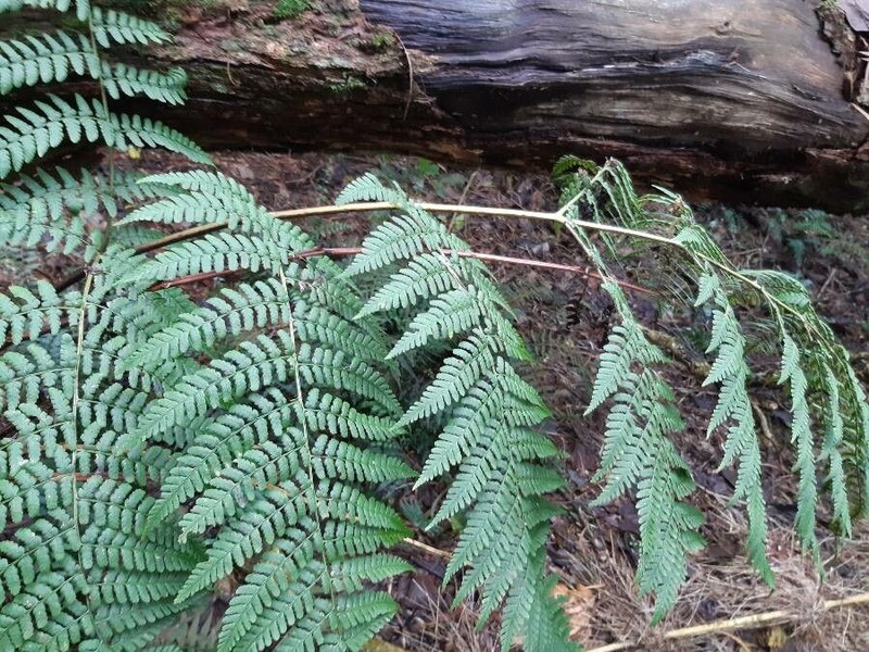 Dryopteris aquilinoides photo 2