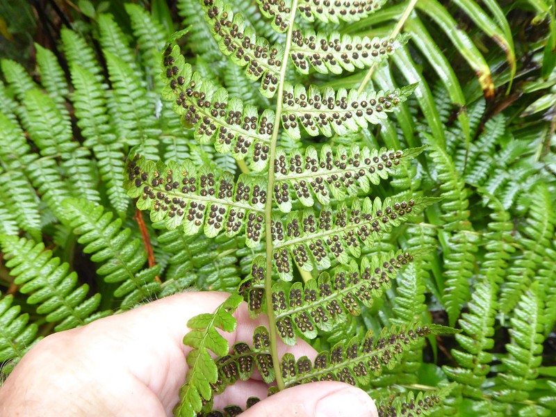 Dryopteris aquilinoides photo 4