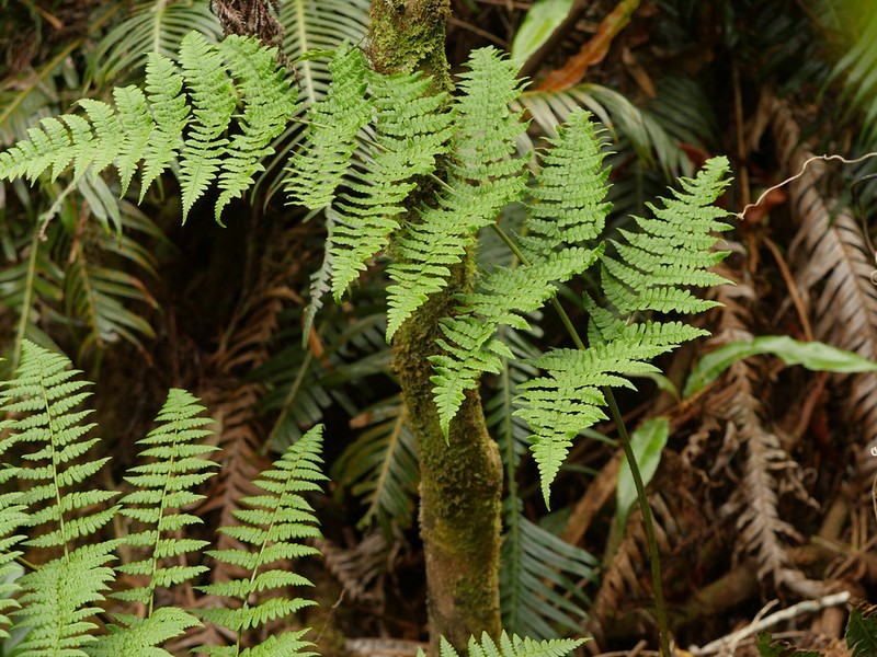 Dryopteris aquilinoides photo 5
