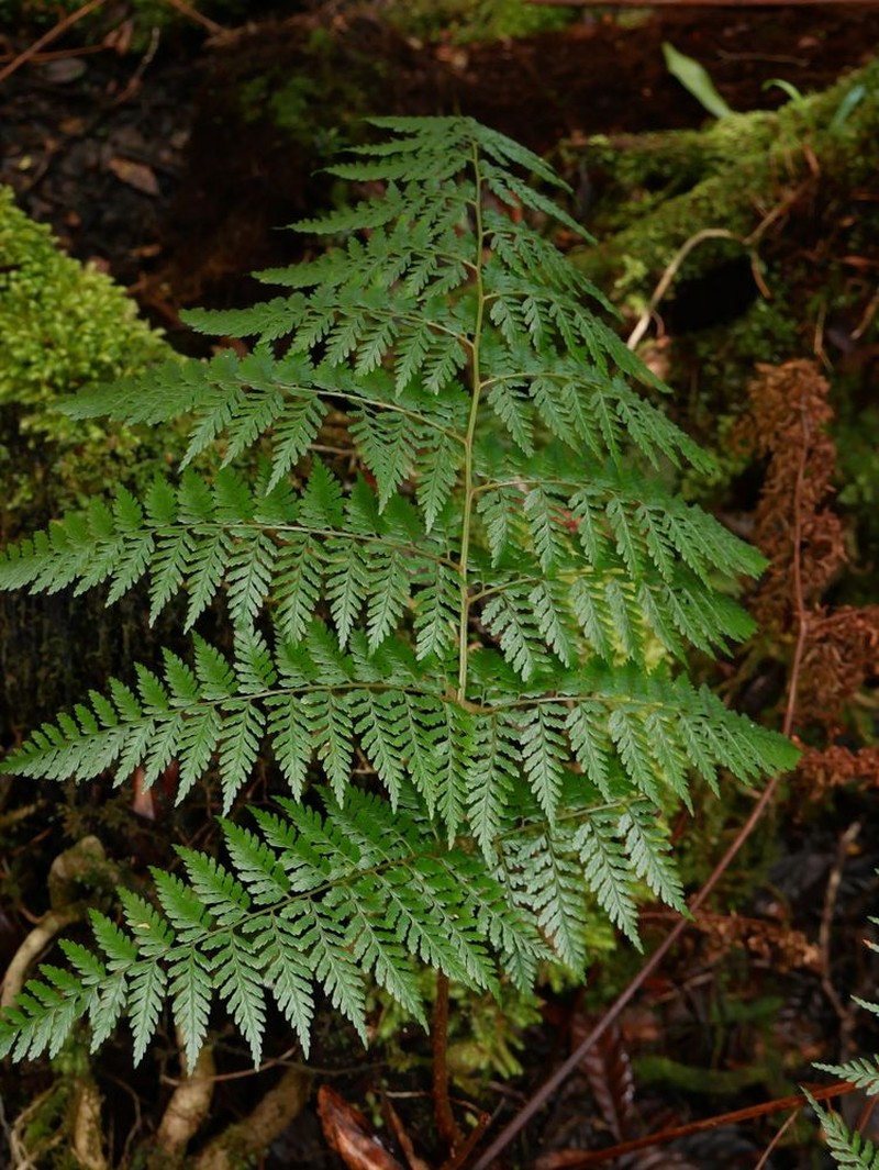 Dryopteris arborescens