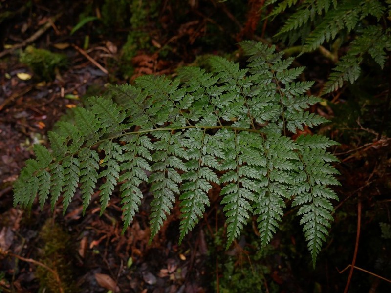 Dryopteris arborescens photo 2