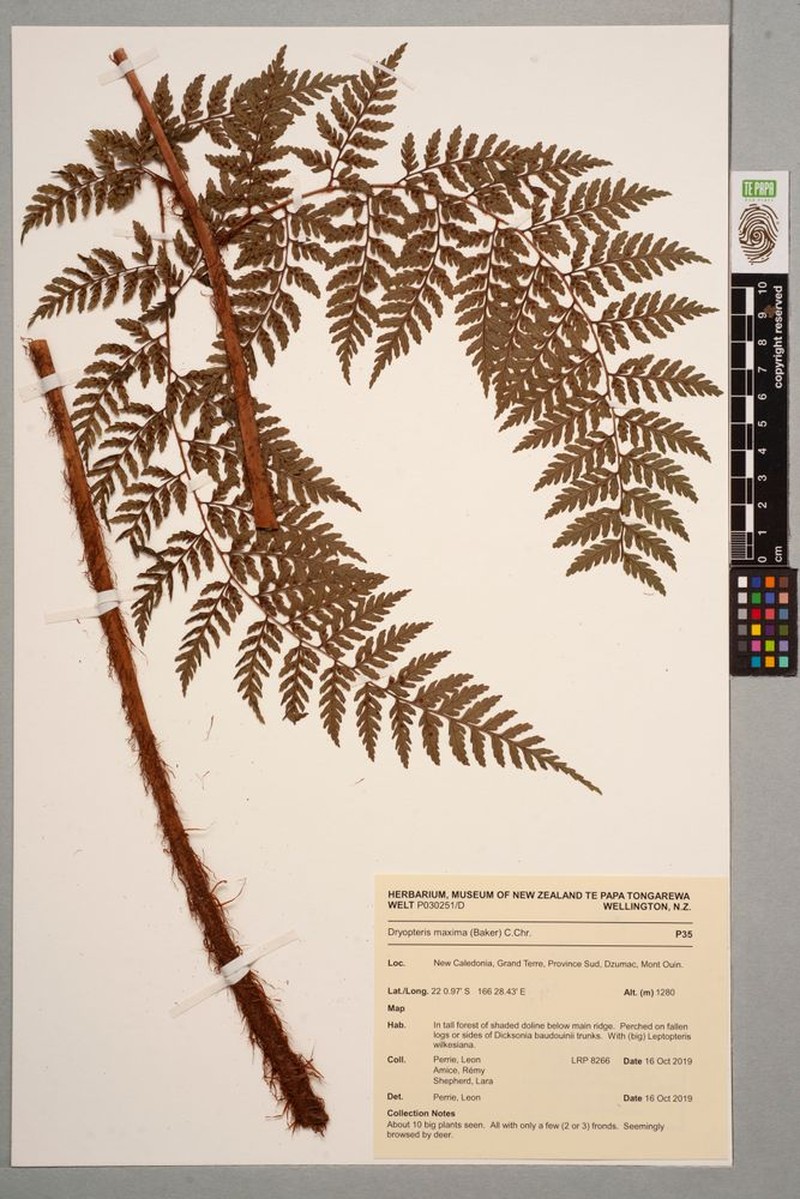 Dryopteris arborescens photo 3