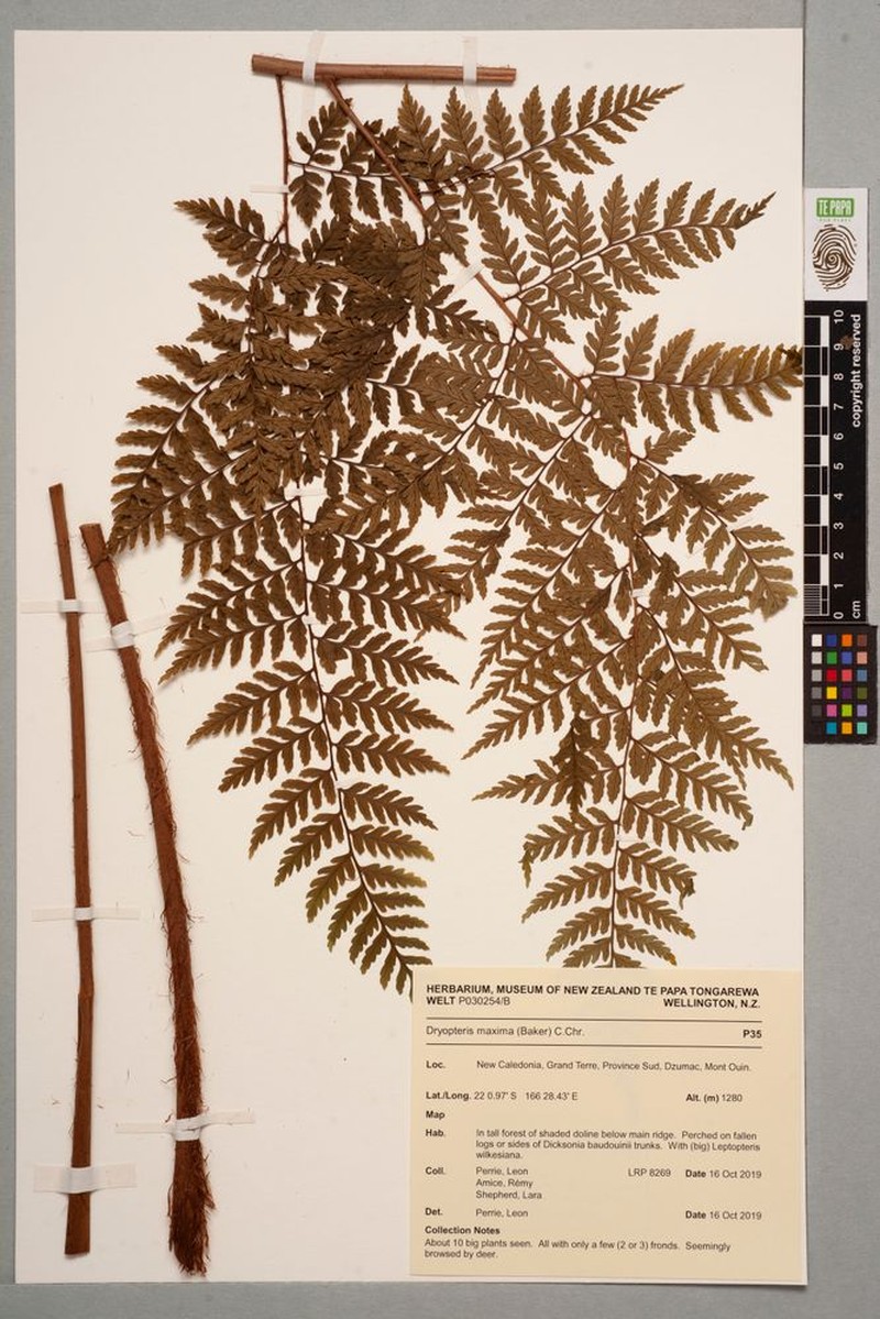 Dryopteris arborescens photo 4