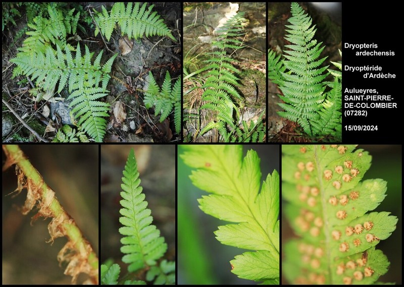 Dryopteris ardechensis photo 2