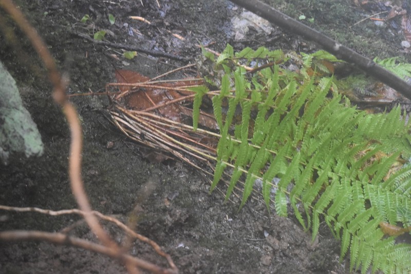 Dryopteris ardechensis photo 3