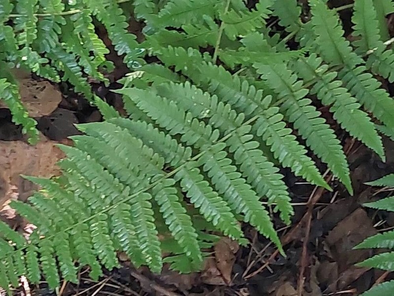 Dryopteris ardechensis photo 4