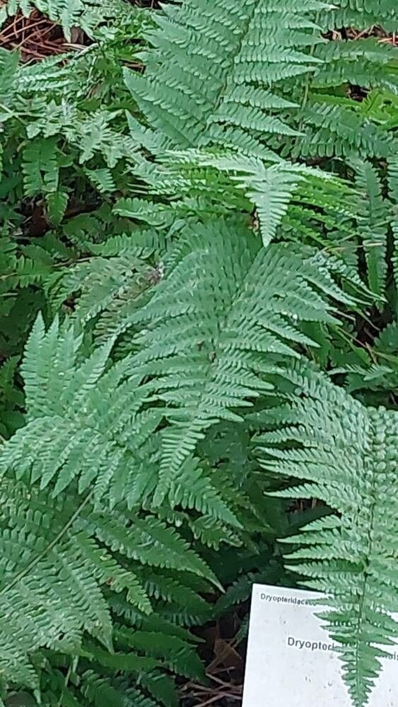 Dryopteris ardechensis photo 5
