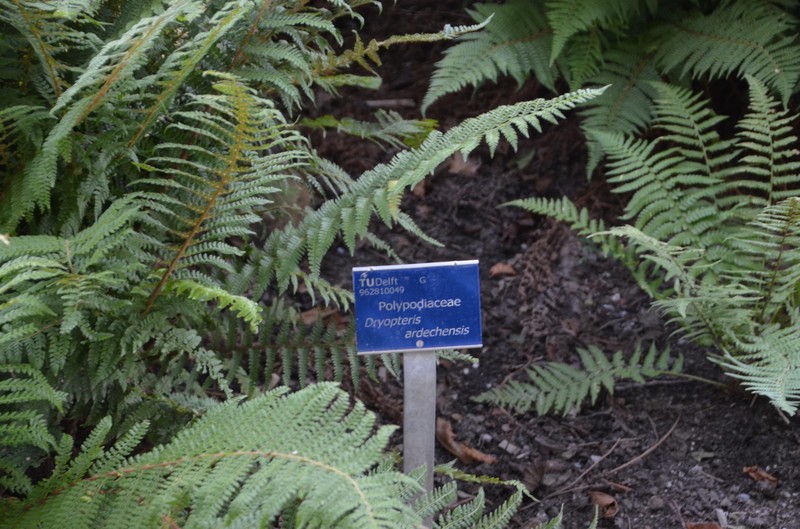 Dryopteris ardechensis photo 6